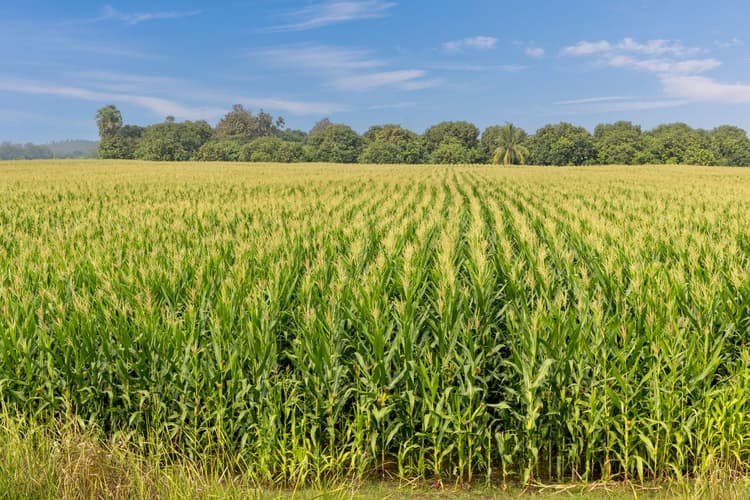 Replace fossil plastics with compostable maize resin