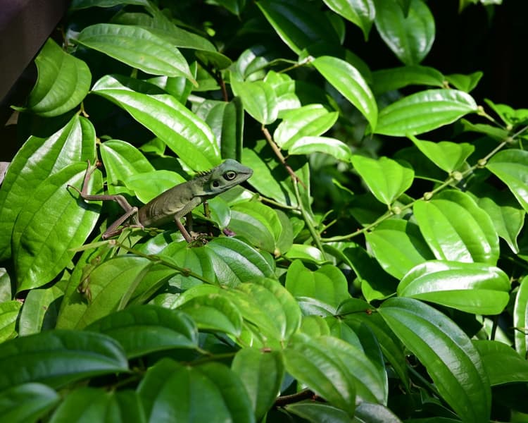 Measure urban microforest cooling and biodiversity effects