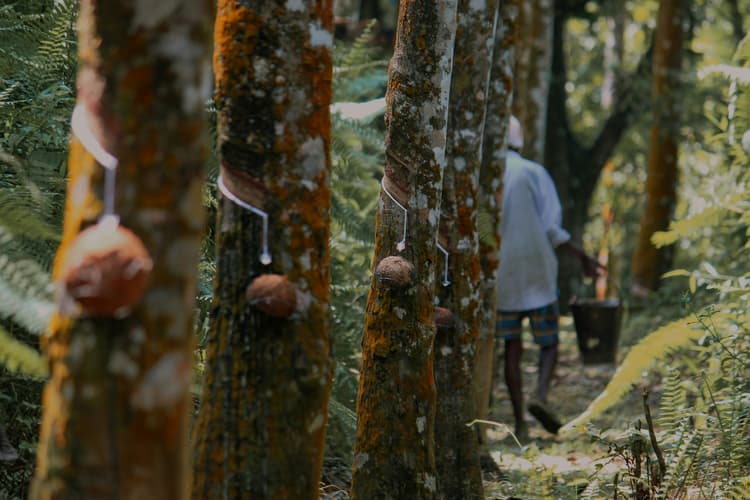 Restore biodiversity through rubber cultivation