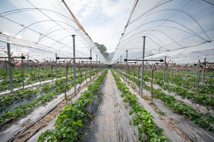 Digitise greenhouses to cut water and fertiliser use