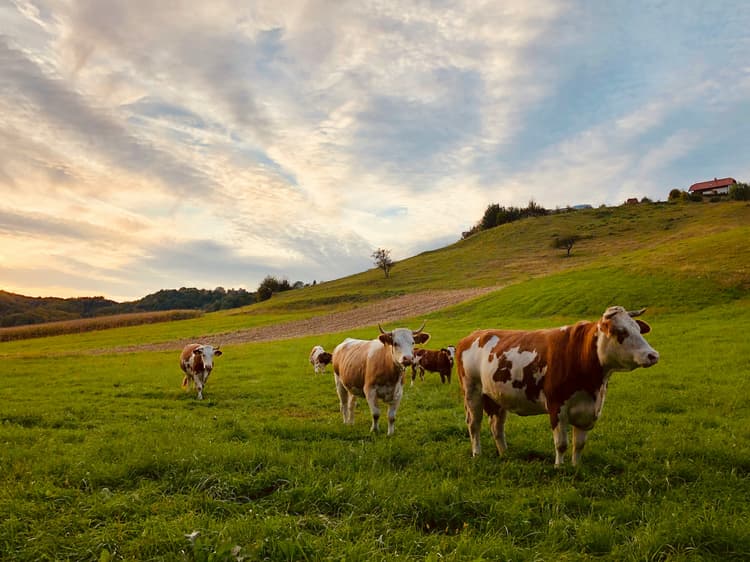 Advance traceability for sustainable cattle supply chain